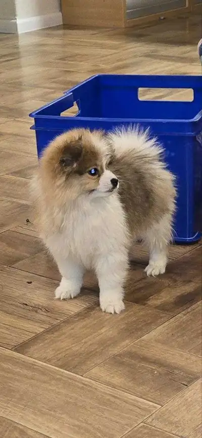 Very cute Pomeranian mix puppies looking for a new home, View more