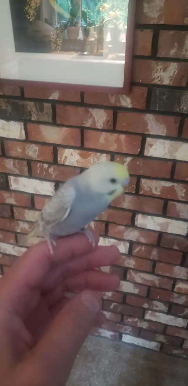 Hand tamed BABY BUDGIES.  Ready  for  loving homes. Come hold me in Birds for Rehoming in Tricities/Pitt/Maple - Image 2