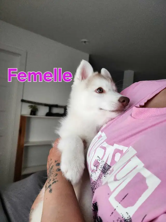 Chiots Husky in Dogs & Puppies for Rehoming in Lanaudière - Image 2
