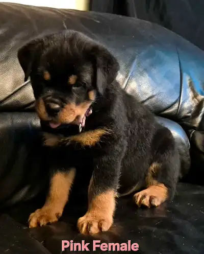 Purebred German Rottweiler Puppies , View more