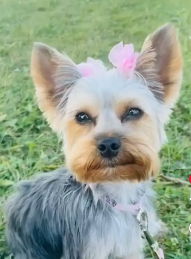 100% beautiful Pure Yorkshire Terrier puppies one left girls in Dogs & Puppies for Rehoming in Markham / York Region - Image 7