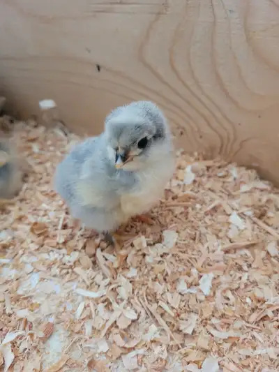 Purebred Lavender Orpington chicks for sale, View more