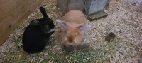 2 female rabbit for Sale