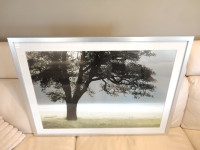 Lovely Silver Wood Framed Print of a Stately Tree in a Field