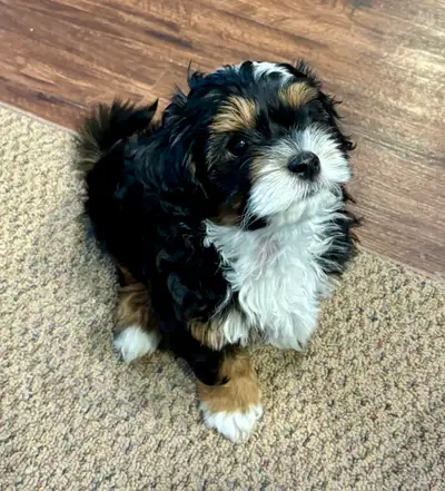 Lovable Shihpoo  (Sold), View more