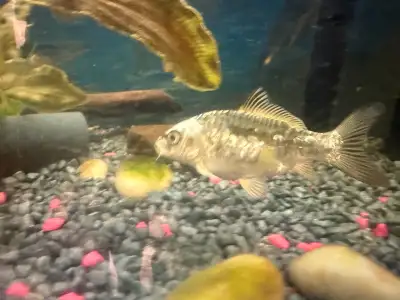 juvenile butterfly koi, View more
