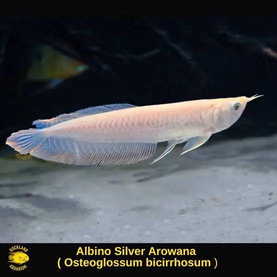albino silver Arowana | Fish for Rehoming | Vancouver | Free local ...