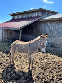 Stud donkey for sale