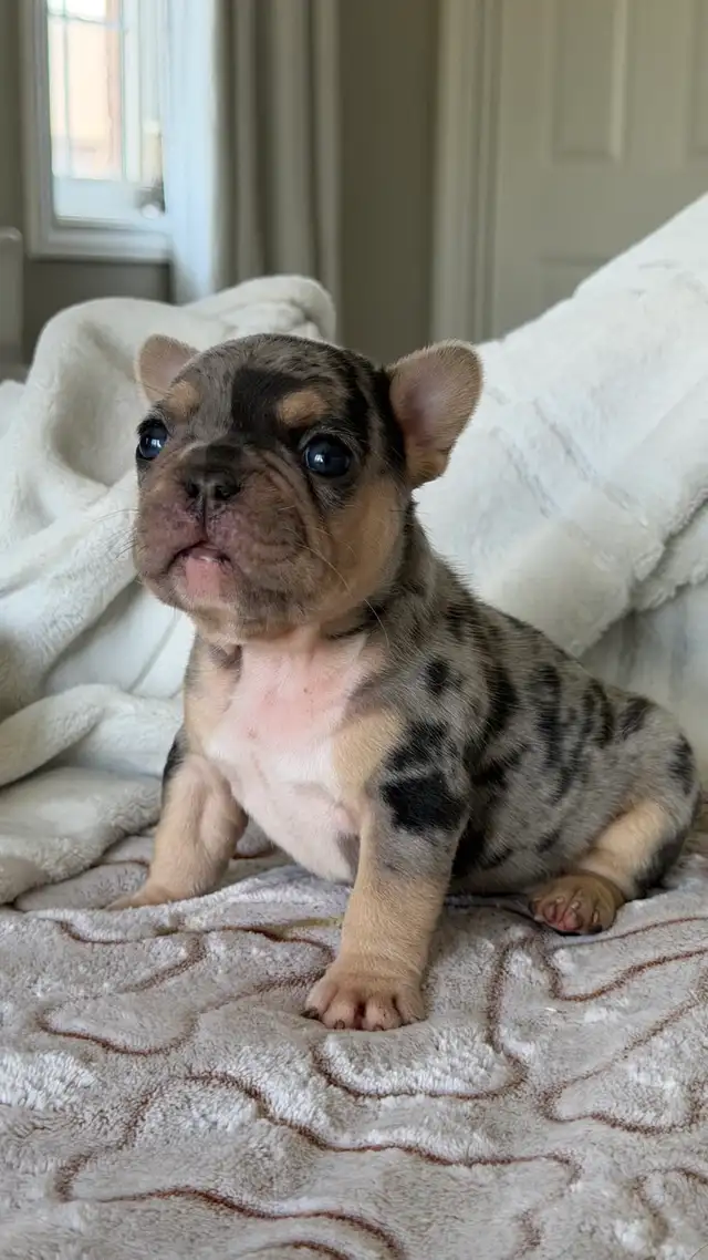 EXOTIC FRENCH BULLDOGS PUPPIES FOR SALE in Dogs & Puppies for Rehoming in Mississauga / Peel Region - Image 2