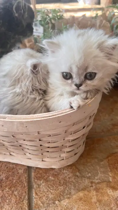 Beautiful non-registered Persian kittens have been to the vet and have had a full health examination...