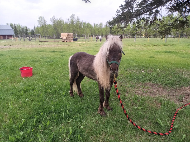 Beautiful Miniature Horse Stud Horses & Ponies for Rehoming Grande