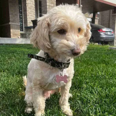 female maltipoo dog for rehoming , View more