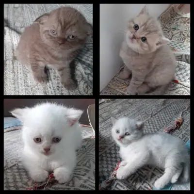 Cute Purebred Scottish Fold kittens- to be reserved!, View more