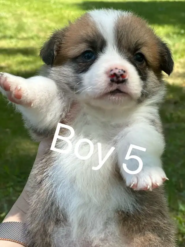 Two months old Welsh Corgi puppies in Dogs & Puppies for Rehoming in City of Toronto - Image 9
