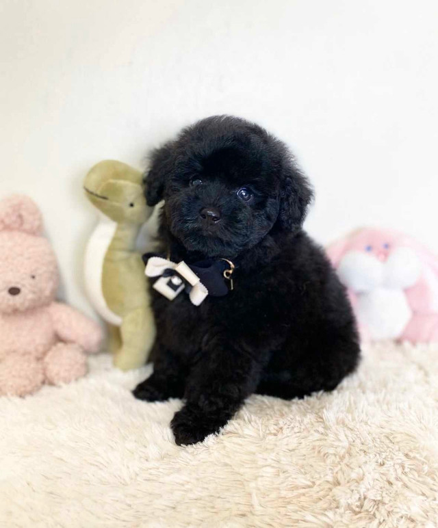 CKC Registered Toy Poodle Puppies ~ 2 Left in Dogs & Puppies for Rehoming in Markham / York Region - Image 3