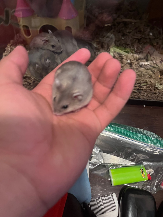 Baby to adolescent hamsters 20$!!! dans Petits animaux à adopter  à Ville de Montréal - Image 3