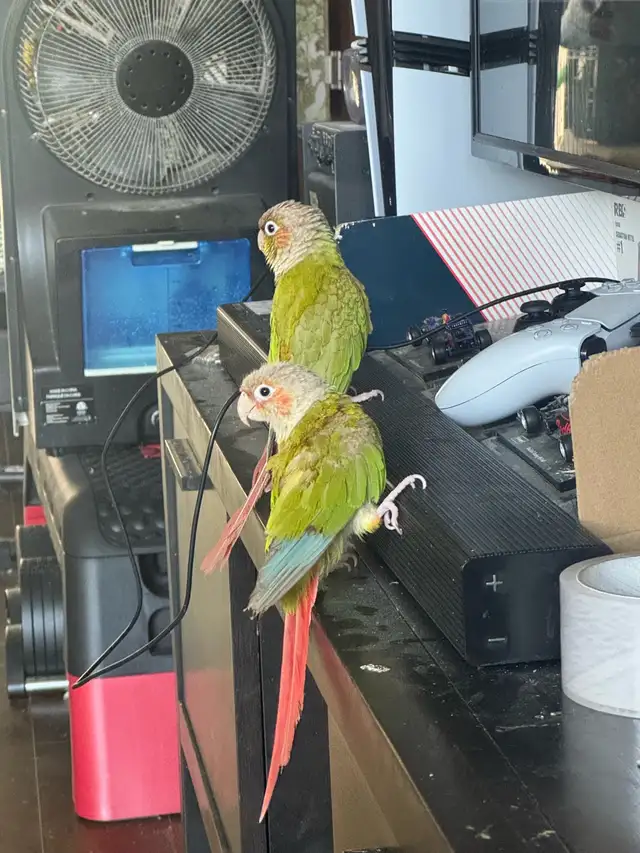Pineapple conure pair for rehoming (nesting to breed) in Birds for Rehoming in Delta/Surrey/Langley - Image 5