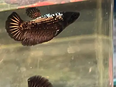 Bettas black samurai for sale, View more