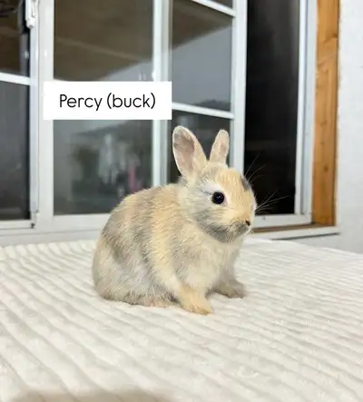 **Tiny Netherland Dwarf baby bunny**, View more