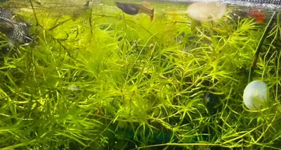 Live Guppy Grass – Fast-Growing Aquarium Plant, View more