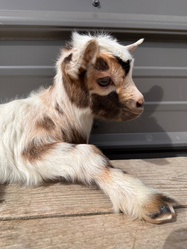 Purebred Fainting Myotonic Goats  in Livestock in Regina - Image 3