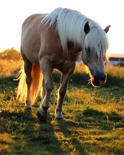 Haflinger Mare, View more