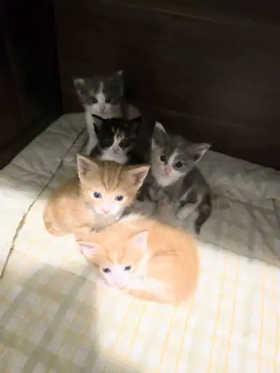 Kittens for Sale 3 Females left!, View more