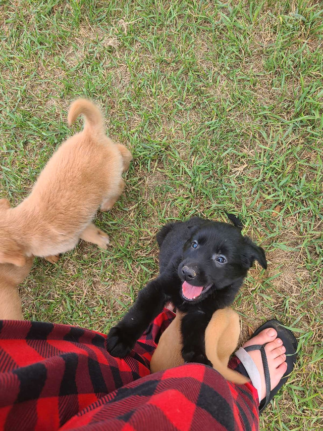 Awesome Family Puppies! in Dogs & Puppies for Rehoming in Brandon - Image 4
