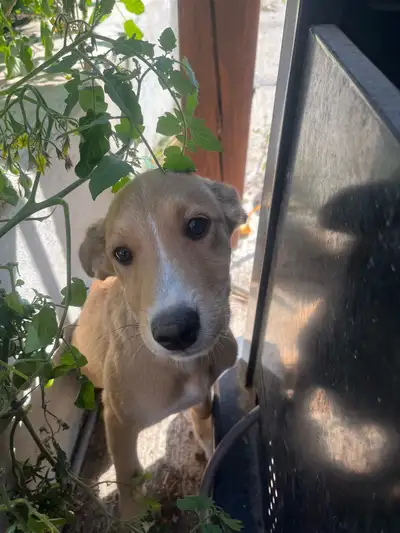 German shepherd mix, View more