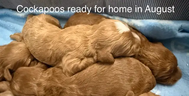 ❤️Beautiful cockapoo pups and goldendoodles (mini and medium) in Dogs & Puppies for Rehoming in Kitchener / Waterloo - Image 7