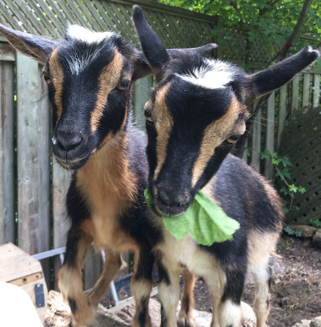 BABY GOAT FOR RENT  $480 Pickering in Livestock in City of Toronto - Image 3