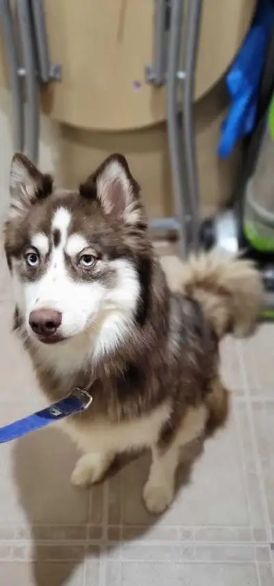 Pomeranian Husky- male, View more