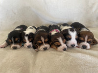 Basset hound puppies! 