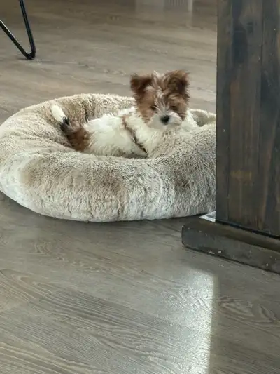 ❤️❤️Last Shorkie Puppy Left❤️❤️, View more