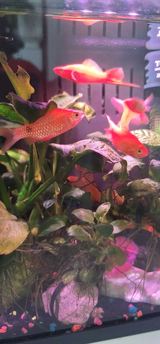 Rosy barbs and swordtails in Fish for Rehoming in Oshawa / Durham Region - Image 3