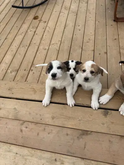 Adorable puppies looking for a furever home!, View more
