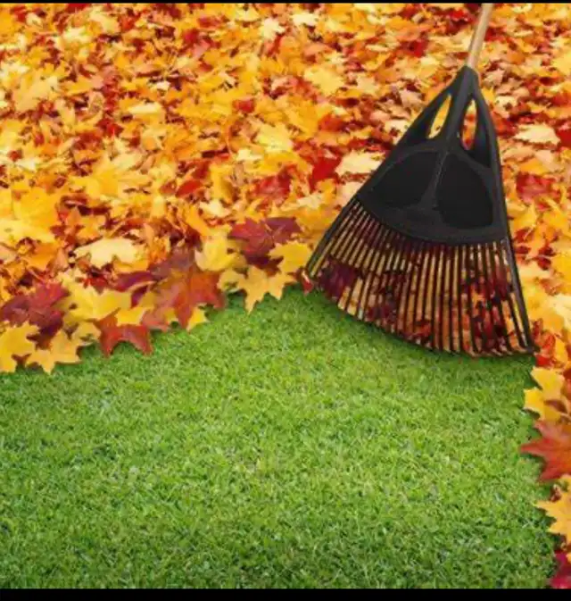 Leaves and yard cleanup63611991660161121