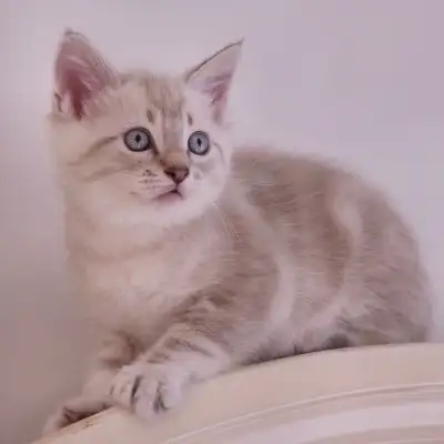 Purebred Hypoallergenic Siberian Kittens for Sale, View more
