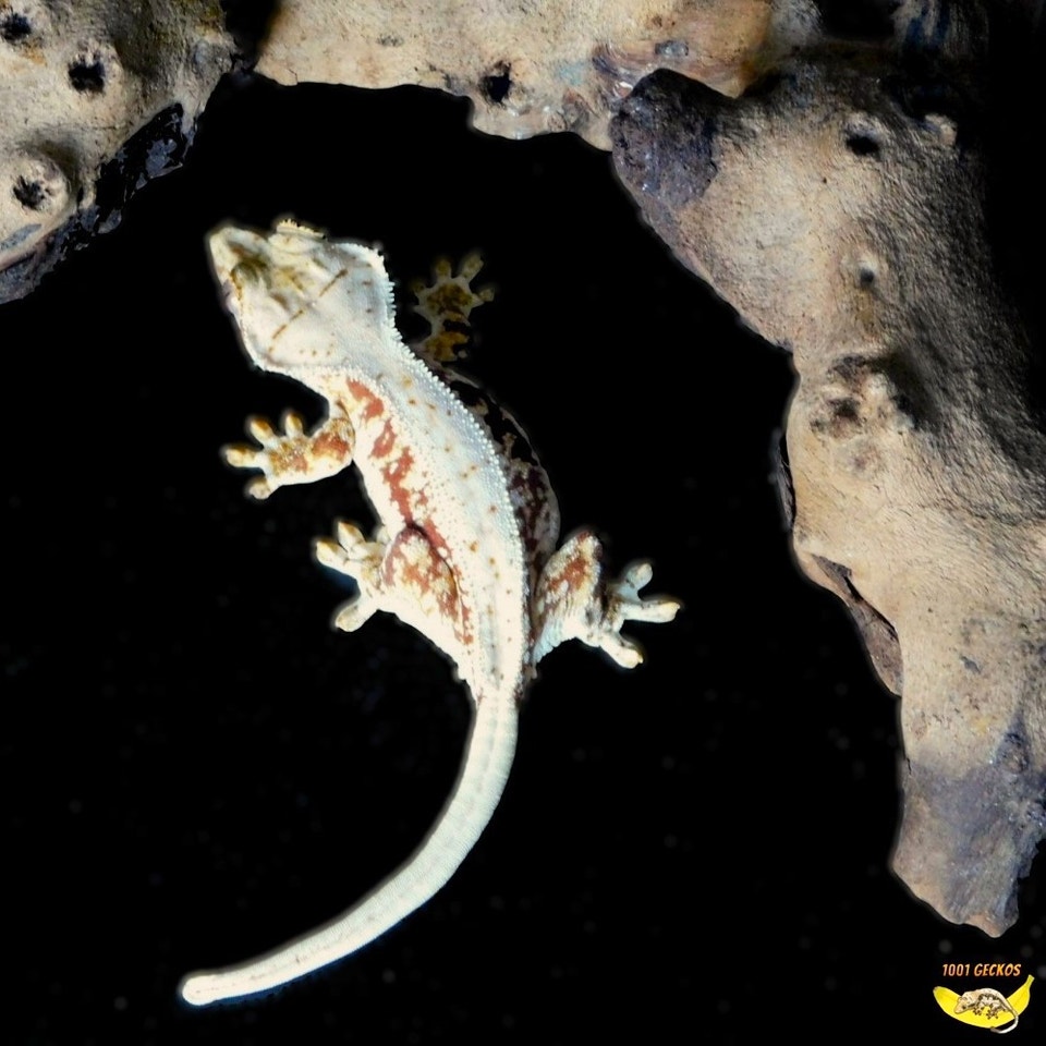 Beautiful Crested Geckos - Babies, Juveniles and Breeders | Reptiles ...