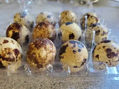 Hatching quail eggs., View more
