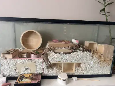 HAMSTERS FOR SALE, View more