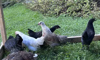 Five Pullets, View more
