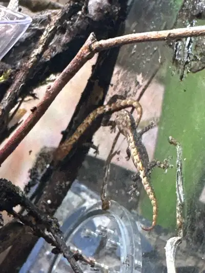 bundle of 5 mourning geckos, View more
