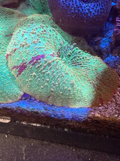 jawbreaker mushroom coral, View more