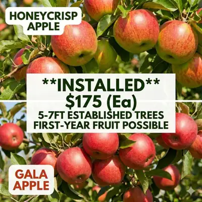 Eat Fresh Apples THIS Year! Why wait 5 years for fruit? We’re installing established 5-6ft Honeycris...