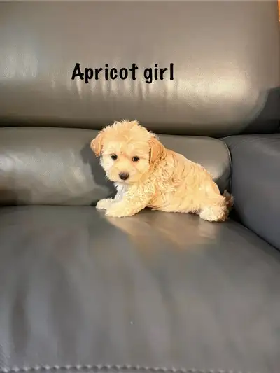 Hypoallergenic toy shitzu x toy poodle (Shipoo) puppies, View more