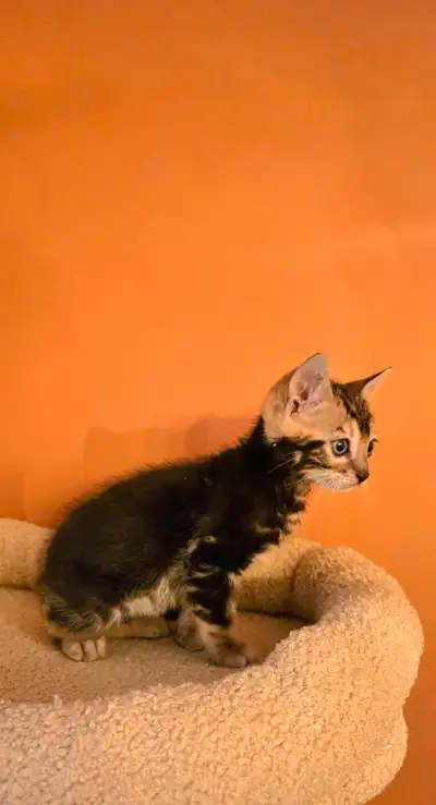 chaton bengal marbré pure rare tica, View more