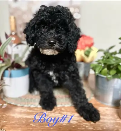 miniature purebred poodles!♥️, View more