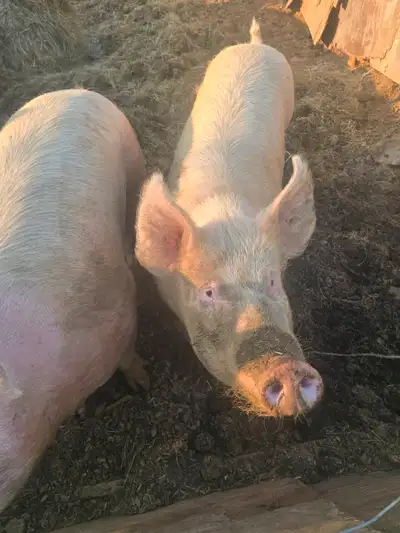 Lots of meat on these pigs. They are ready to go into be processed. 4 bucks per pound. Farm fresh an...