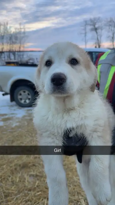 Great Pyrenees / German Shepherd, View more